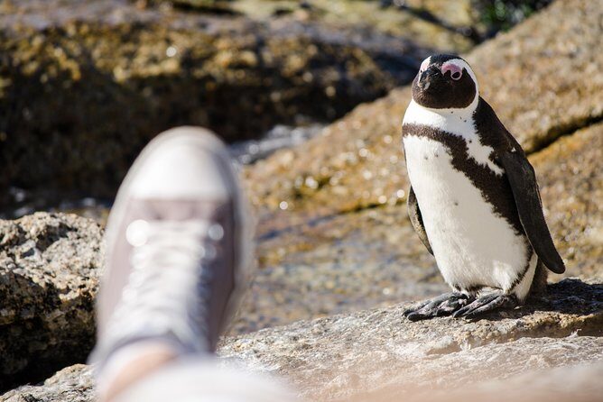 Half day am or pm Boulders Beach & Penguins with visit to Cape Point Great tour - Transportation and Group Size
