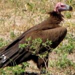 Half-Day Birding Tour of Livingstone - Who Will Love This Tour?