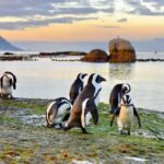 Half Day Boulders Penguins and Cape Point Small Group Tour - Practical Tips for Travelers
