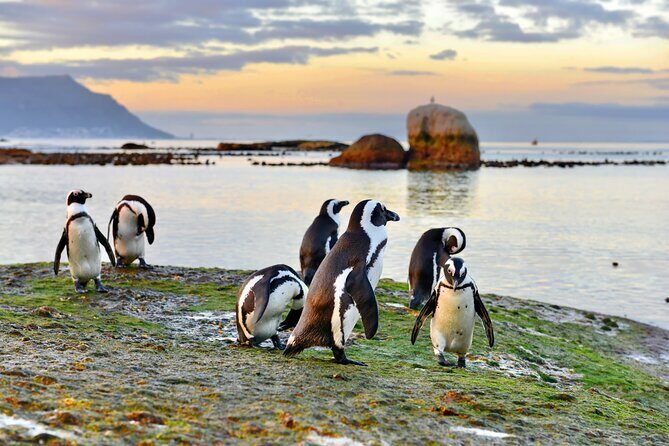 Half Day Boulders Penguins and Cape Point Small Group Tour - Practical Tips for Travelers