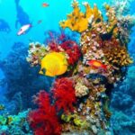 Half Day Bus Tour of Ras Mohammed National Park From Sharm Hotels - An In-Depth Look at the Ras Mohammed National Park Tour