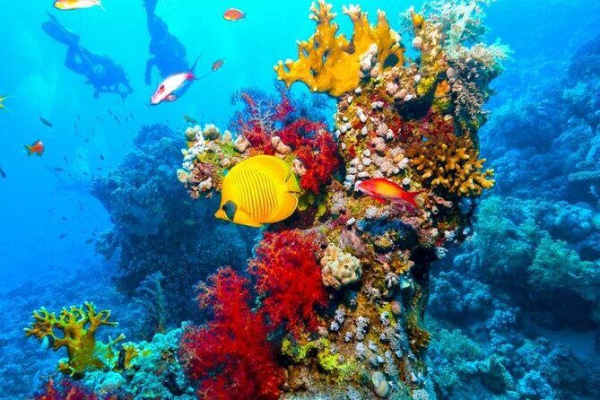 Half Day Bus Tour of Ras Mohammed National Park From Sharm Hotels - An In-Depth Look at the Ras Mohammed National Park Tour