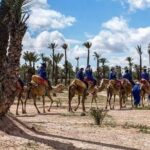 Half Day Camel Ride Palm Grove - How the Tour is Organized and What You Need to Know