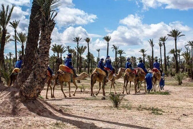 Half Day Camel Ride Palm Grove - How the Tour is Organized and What You Need to Know