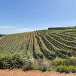 Half Day Cape Winelands Experience in Stellenbosch Private Tour - The Practicalities: What You Need to Know