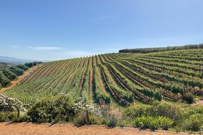 Half Day Cape Winelands Experience in Stellenbosch Private Tour - The Practicalities: What You Need to Know