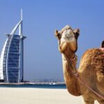 Half Day City Tour with Dubai Frame Tickets - Why This Tour Works Well