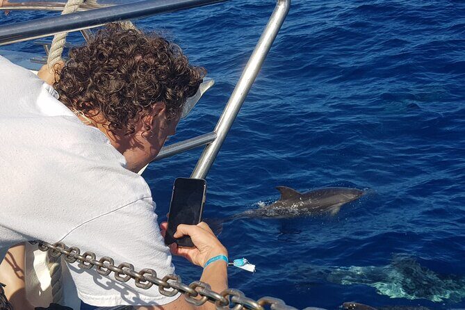 Half-Day Cruise Tour-Dolphin and Whale Watching - The Anchoring and Swimming Break