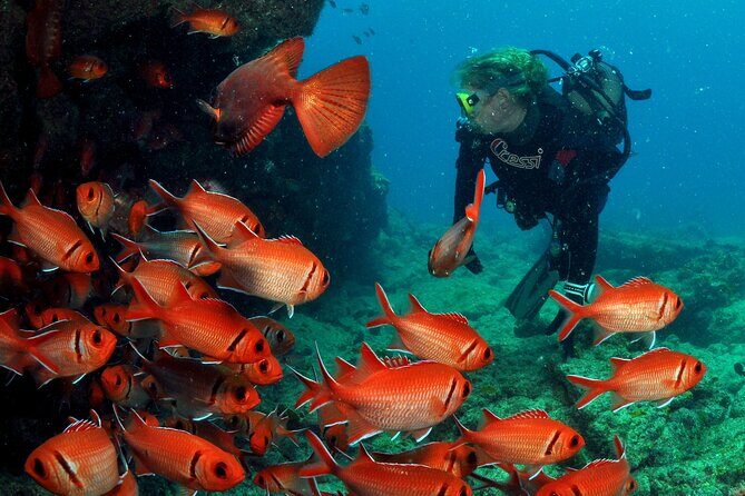 Half-Day Diving in Sal - What to Expect from the Itinerary