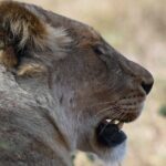 Half day game drive - The Sum Up