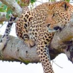 Half-Day Game Drive in Nairobi National Park with Hotel Pickup - Why This Tour Is Worth It