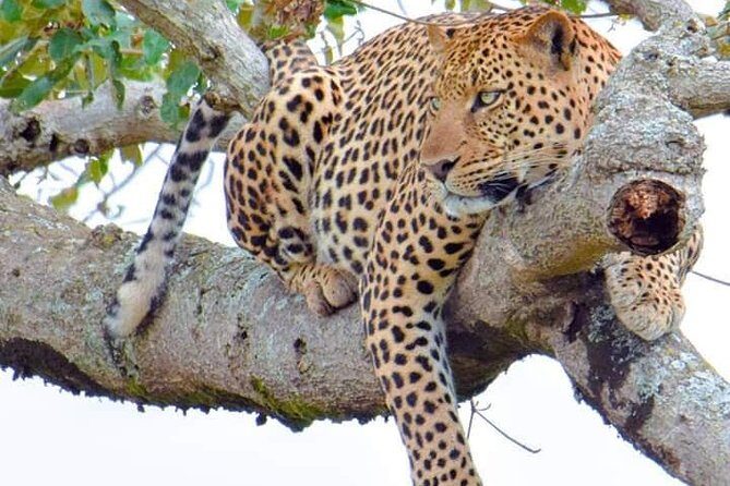 Half-Day Game Drive in Nairobi National Park with Hotel Pickup - Why This Tour Is Worth It