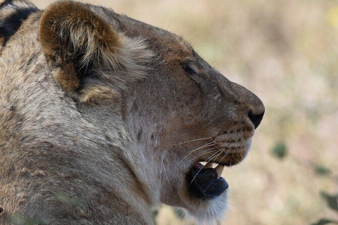 Half day game drive - The Sum Up