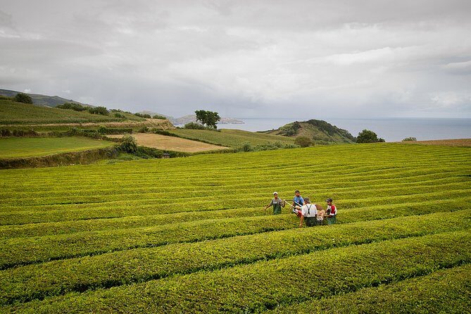 Half day Gorreana - Pedestrian Walk and Tea Tasting (Min. 2 persons) - Why This Tour Is a Great Choice
