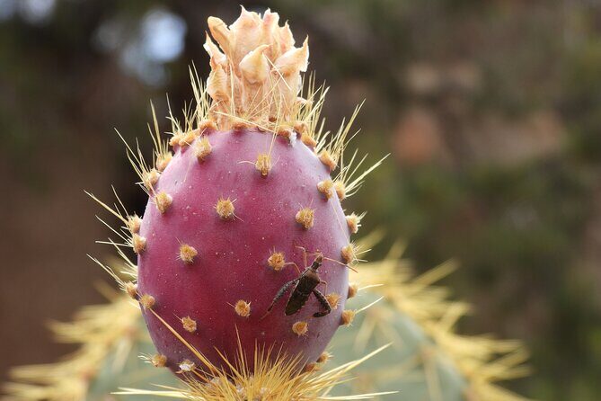Half-Day Guided Hike in Joshua Tree National Park - Why Choose a Guided Hike in Joshua Tree?