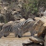 Half day guided tour in Nairobi National Park - Detailed Breakdown of the Experience