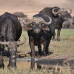 Half Day Guided Tour in Nairobi National Park With 4*4 Vehicle - Practical Tips for Your Safari