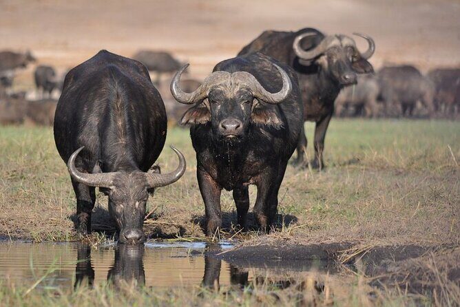Half Day Guided Tour in Nairobi National Park With 4*4 Vehicle - Practical Tips for Your Safari