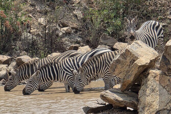Half day guided tour in Nairobi National Park - Detailed Breakdown of the Experience