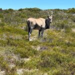 Half day Horse back safari - The Sum Up