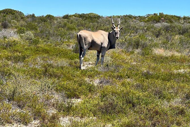 Half day Horse back safari - The Sum Up