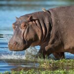 Half Day iSimangaliso Boat Safari Tour To Richards Bay - Who Should Consider This Tour?
