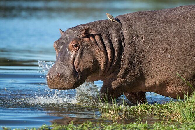 Half Day iSimangaliso Boat Safari Tour To Richards Bay - Who Should Consider This Tour?