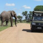 Half Day Kruger Open Vehicle Safari from Marloth Park - Practical Tips and Considerations