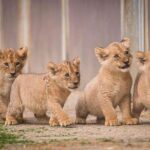 Half Day Lion and Safari Park Tour - What Reviewers Say