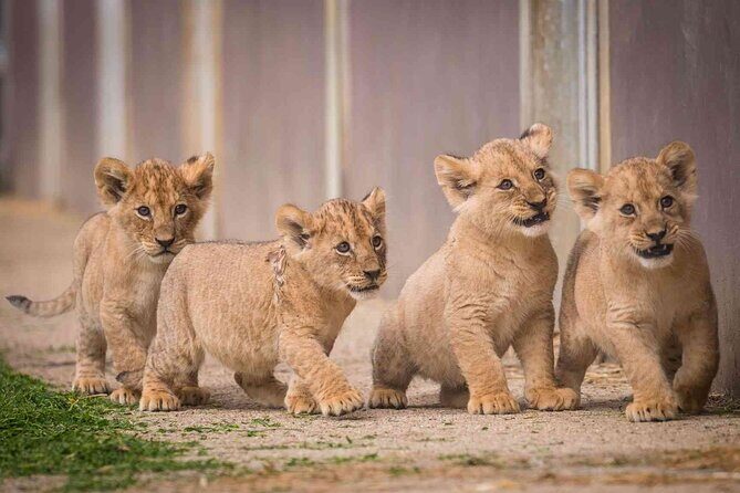 Half Day Lion and Safari Park Tour - What Reviewers Say