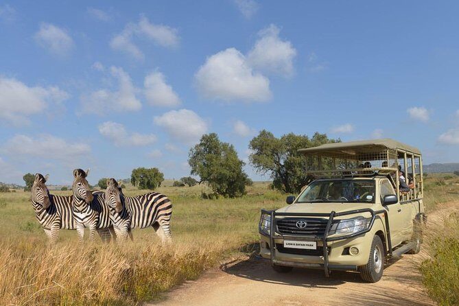Half Day Lion Park tour from Johannesburg or Pretoria - Downsides and Considerations