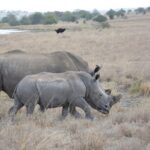 Half-Day Nairobi National Park and Maasai Market with Pick up - A Cultural Swap at Maasai Market
