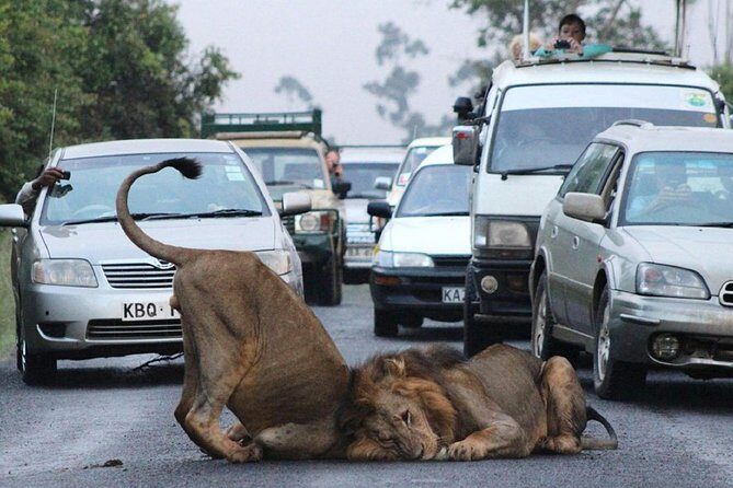 Half Day Nairobi National Park Guided Tour From Nairobi - Pricing and Value