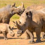 Half-Day Nairobi National Park Private Tour with admission - Who Will Love This Tour?