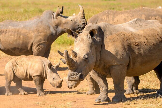 Half-Day Nairobi National Park Private Tour with admission - Who Will Love This Tour?