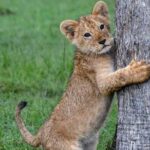 Half-Day Nairobi National Park Safari from Nairobi with Free Pickup - Extra Experiences and Add-Ons