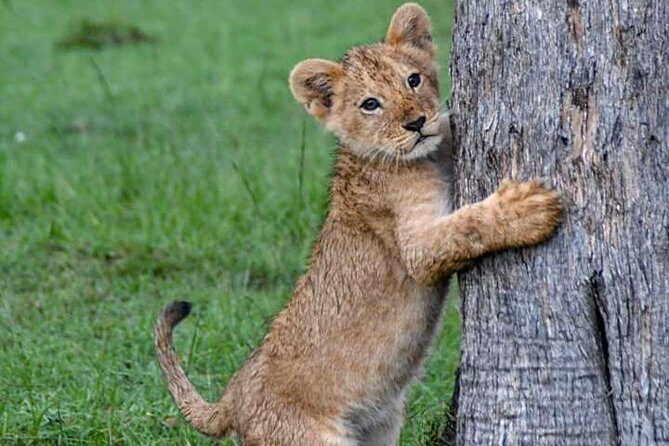 Half-Day Nairobi National Park Safari from Nairobi with Free Pickup - Extra Experiences and Add-Ons