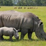 Half-Day Nairobi National Park Tour from Nairobi - Is the Price Worth It?