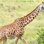 Half day Nairobi National Park Tour & Sheldrick Elephant Nursery - Detailed Breakdown of the Itinerary