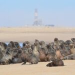 Half Day Original Seal Kayak Adventure, Pelican Point, Walvis Bay - Transportation & Logistics