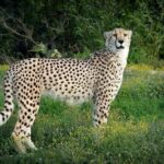 Half-Day Port Elizabeth & Kragga Kamma Reserve - Discover the Highlights of Port Elizabeth in Half a Day