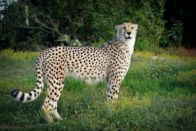 Half-Day Port Elizabeth & Kragga Kamma Reserve - Discover the Highlights of Port Elizabeth in Half a Day