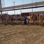 Half-Day Private Guided Camel Race Tour in Qatar - Frequently Asked Questions (FAQs)