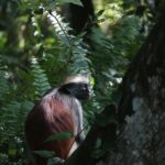 Half-Day Private Jozani Chwaka Bay Forest Tour in Zanzibar - Why Choose This Tour?