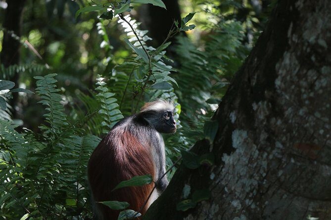 Half-Day Private Jozani Chwaka Bay Forest Tour in Zanzibar - Why Choose This Tour?