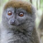 Half-Day Private Tour in Lemur's Park - Transportation and Comfort