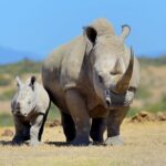 Half Day Private Tour in Nairobi National Park with Admission - Transportation and Comfort
