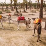 Half-day quad bike in the palmgrove & rock desert - What to Expect from the Itinerary