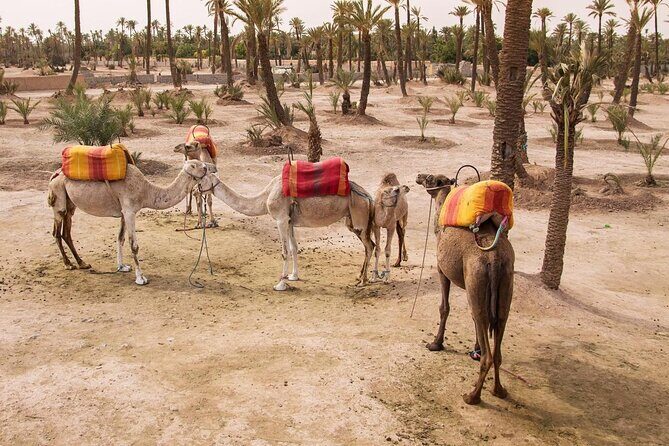 Half-day quad bike in the palmgrove & rock desert - What to Expect from the Itinerary