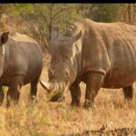 Half Day Rhino and Lion Park Closed Vehicle Game Drive - What the Reviews Reveal: Authentic Insights